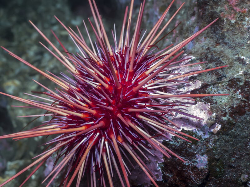 8 Animals With Seriously Strange Buttholes