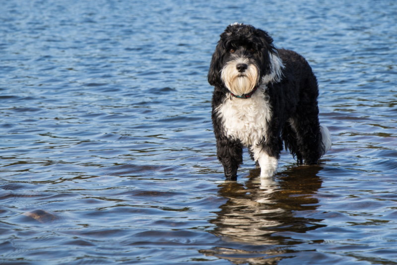 waterdog
