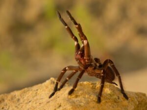 Theraphosa blondi