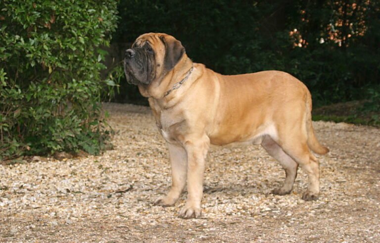 largest dogs