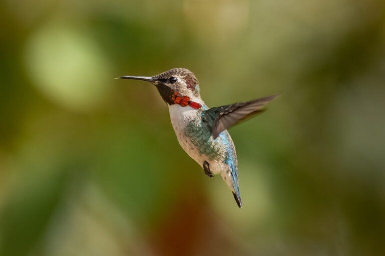 smallest brids