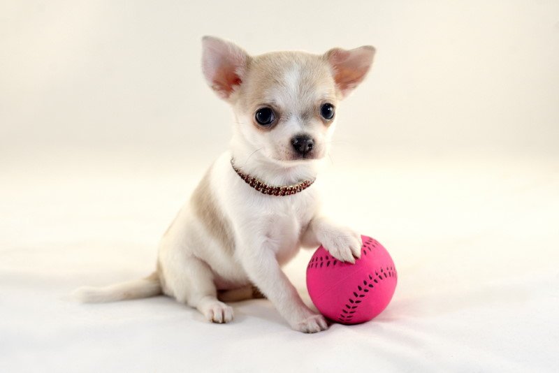 smallest dog breeds