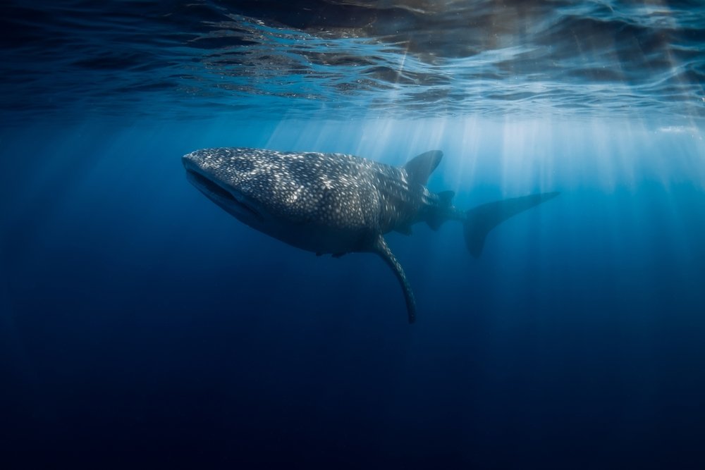 whale shark