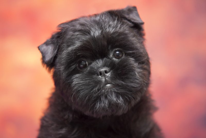 Affenpinscher
