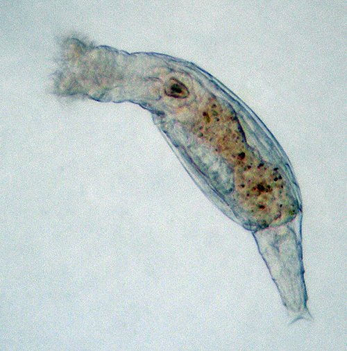 Bdelloid Rotifers