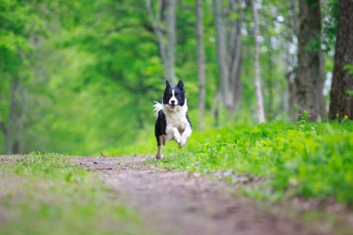Border Collie1