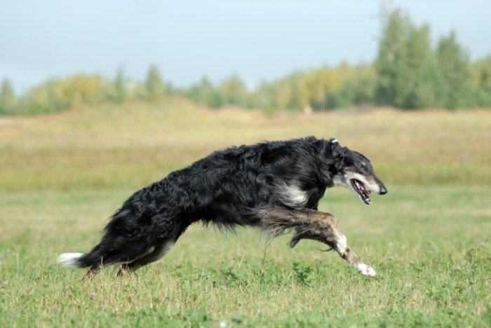 Borzoi1