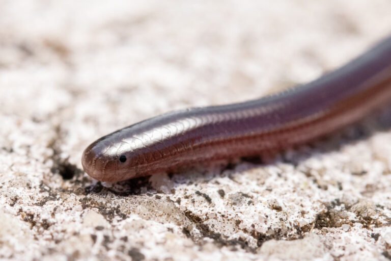 Brahminy Blind Snake