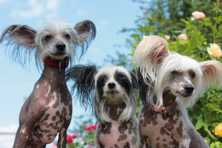 Chinese Crested