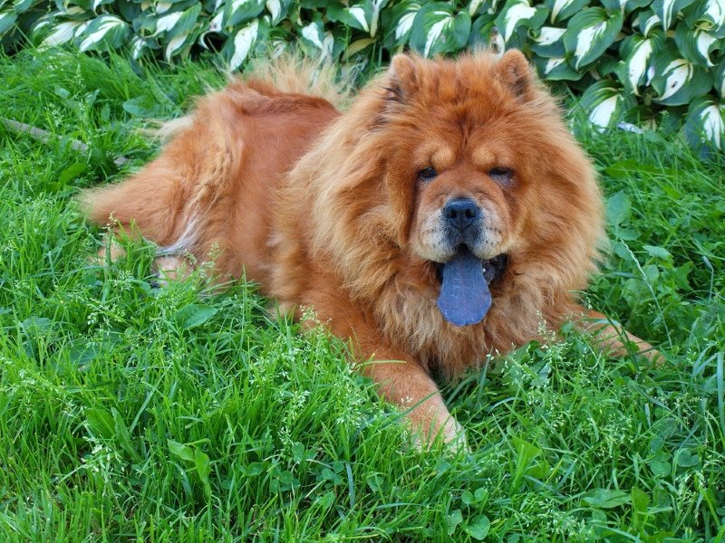 Chow Chow