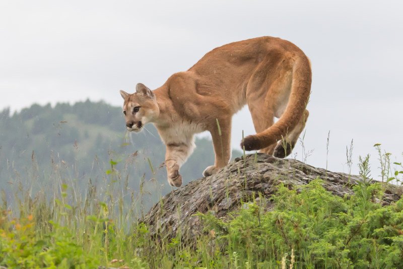 Cougar