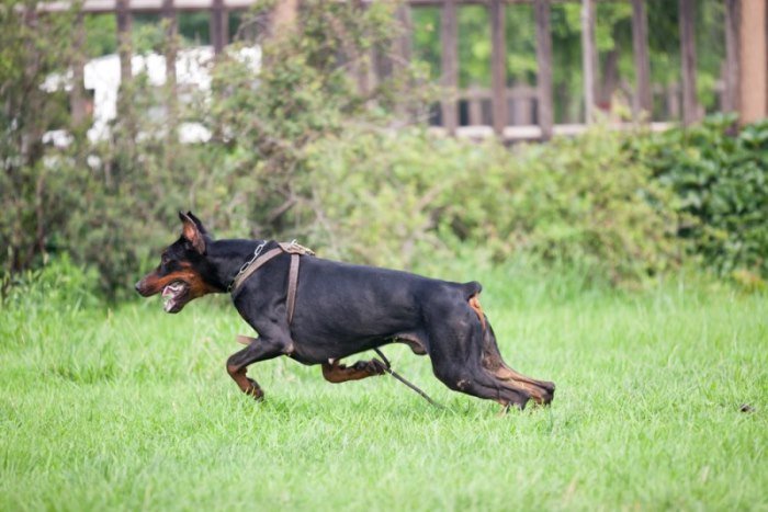 Doberman Pinscher2