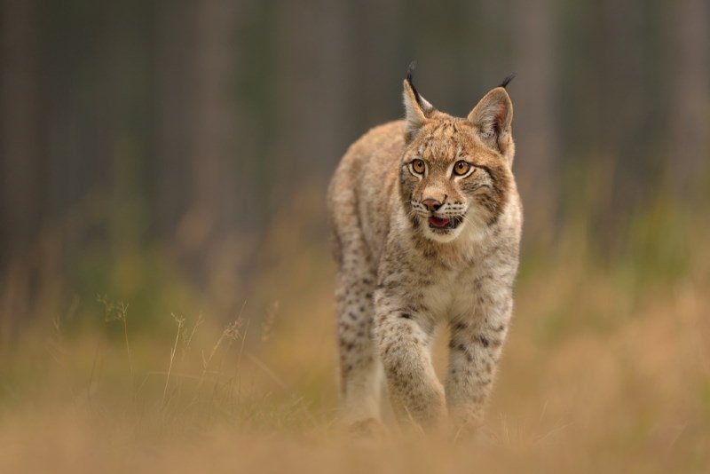 Eurasian Lynx