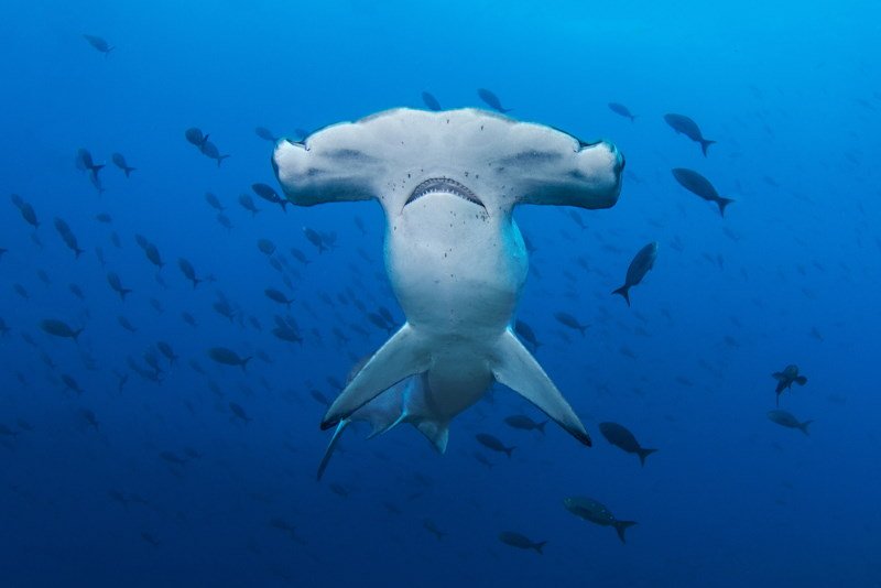 Hammerhead Shark