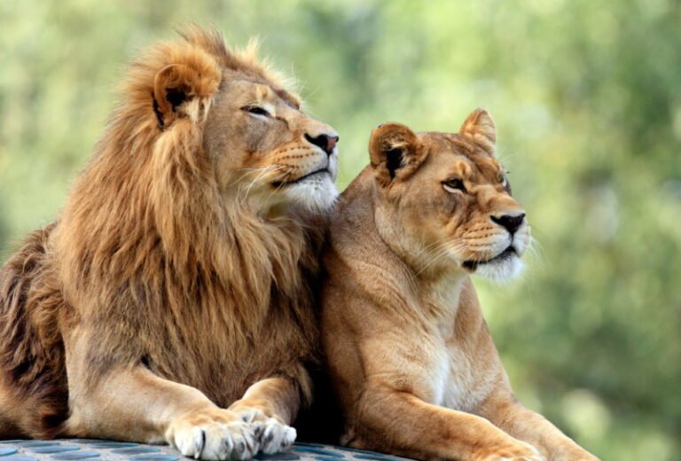 Felidi Top 10 Largest Felidae (wild cats) in the world - Top10HQ
