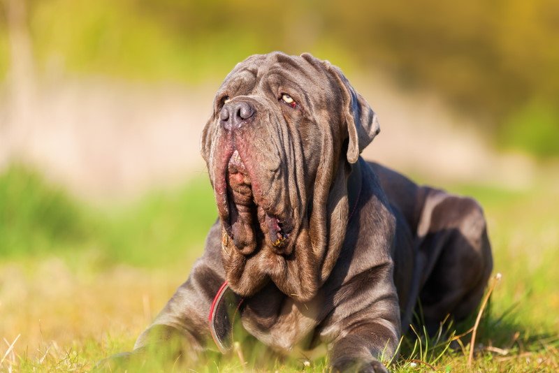 Neapolitan Mastiff