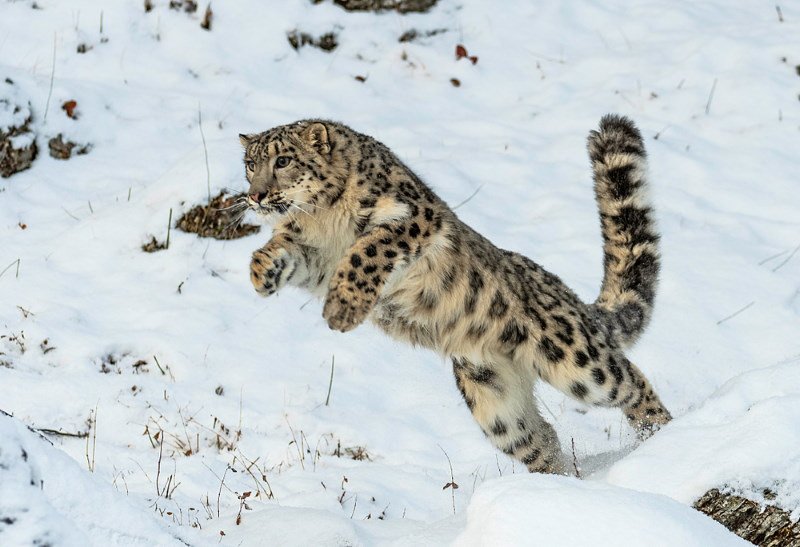 Snow Leopard