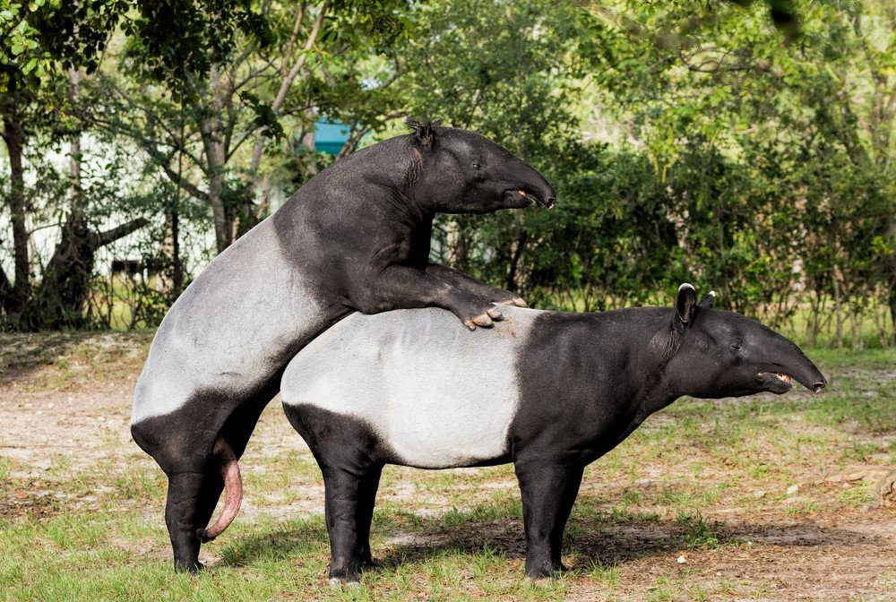 Tapirus