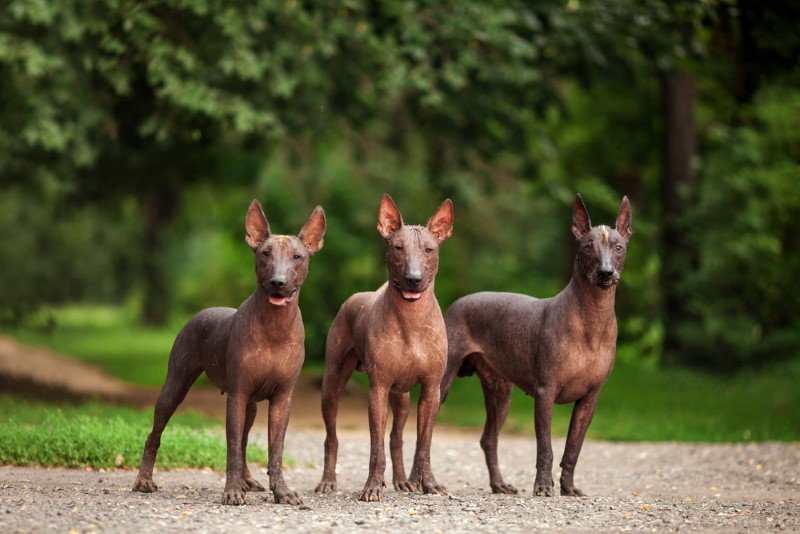 Xoloitzcuintli
