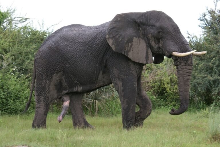 african eliphant