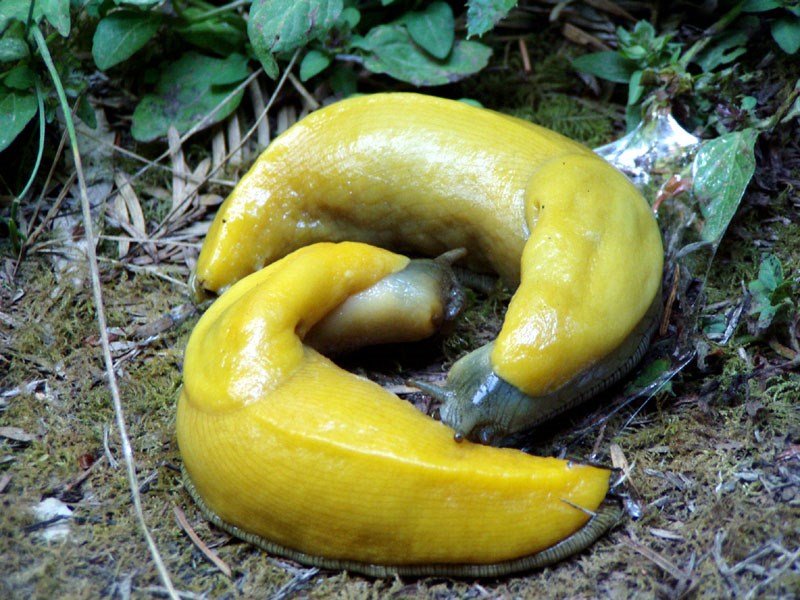 banana slug