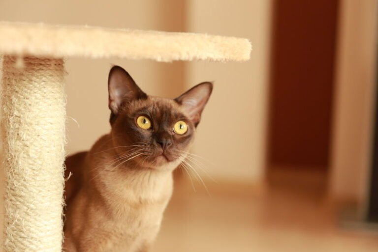 burmese cat
