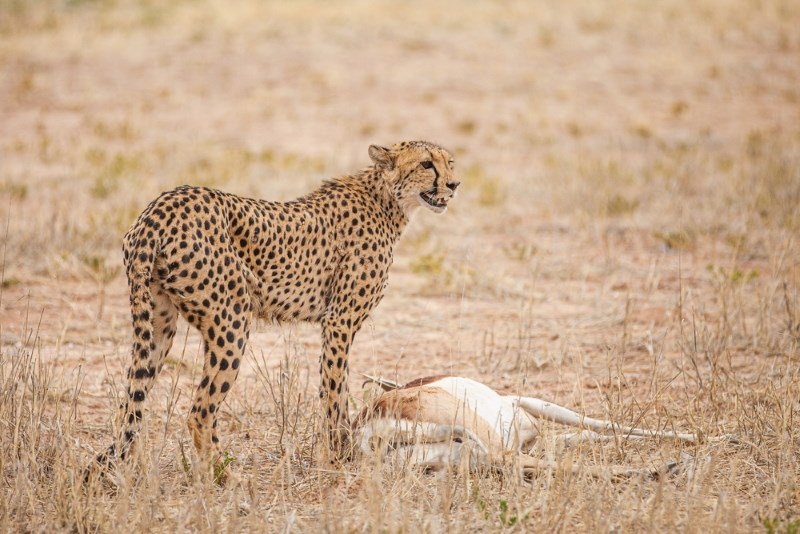 cheetah
