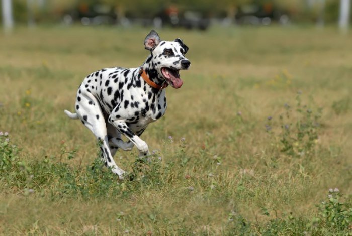 dalmatier