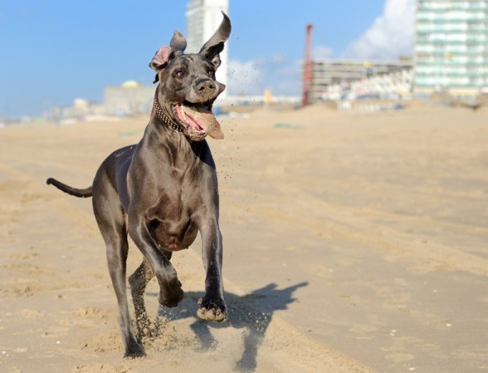 great dane