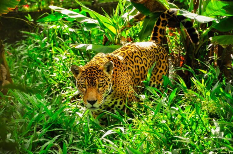 jaguar