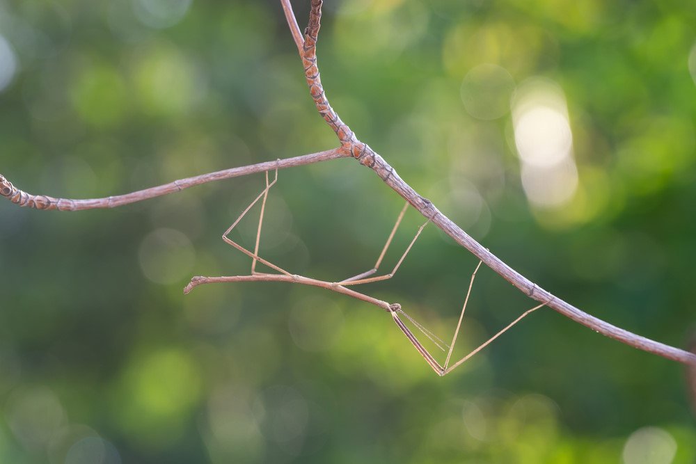stick insect
