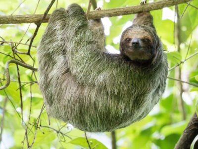 Sloth