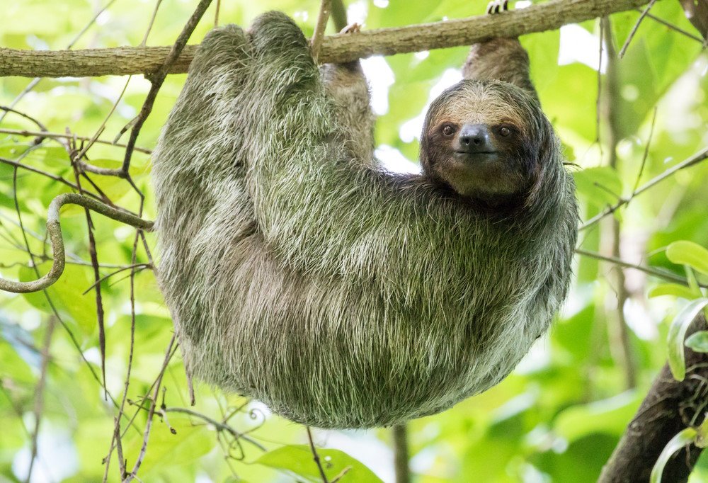 Sloth