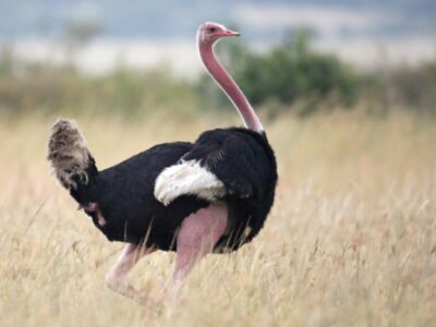 Ostrich