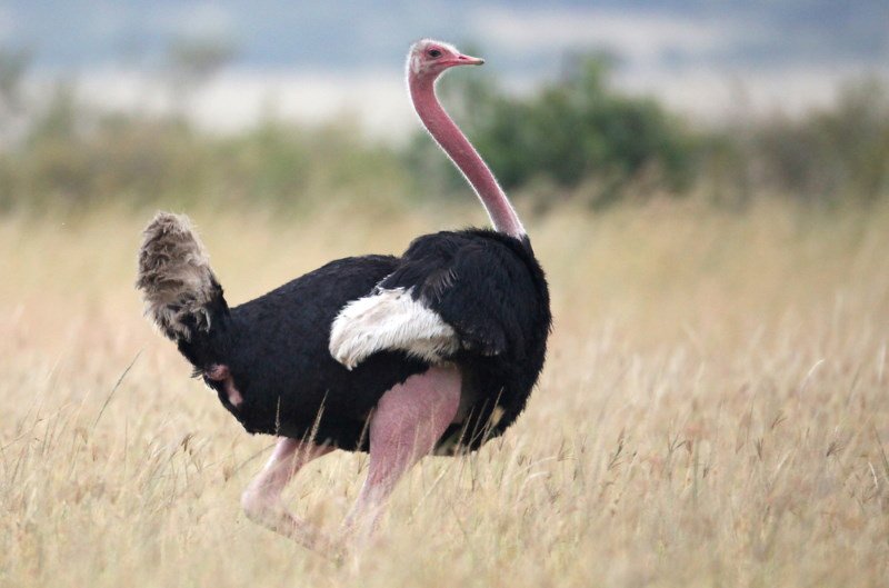 Ostrich
