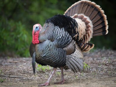 Turkey