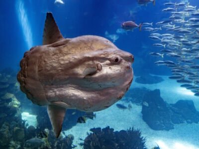 Ocean Sunfish (Mola mola)