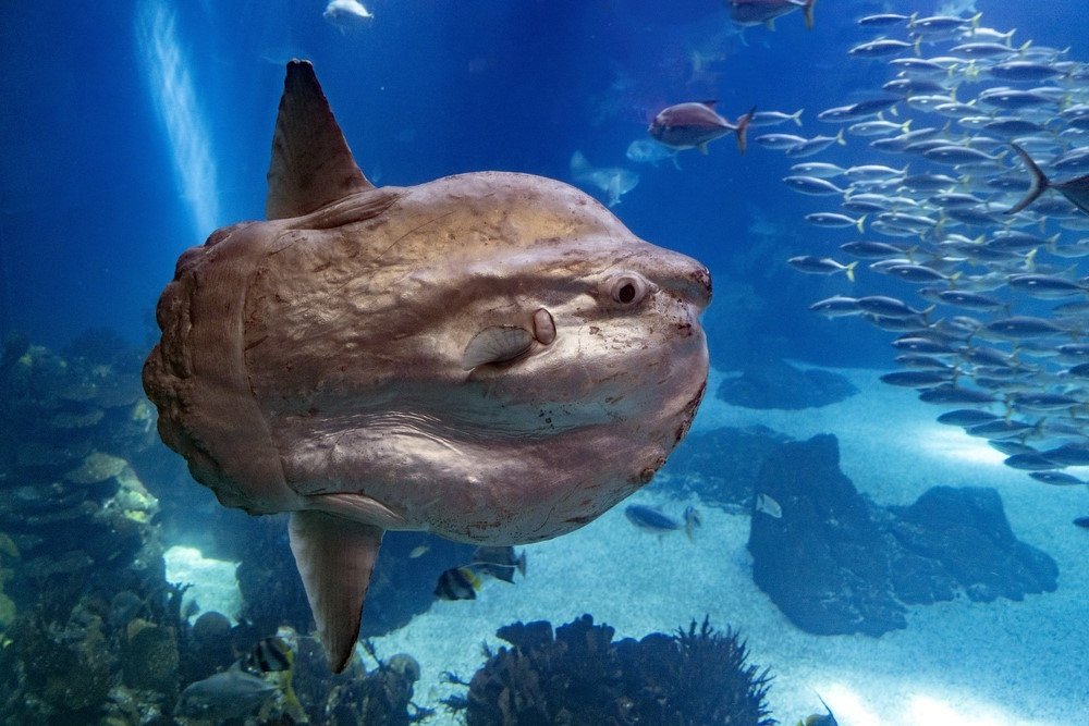 Ocean Sunfish (Mola mola)