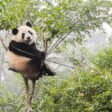 Giant Panda
