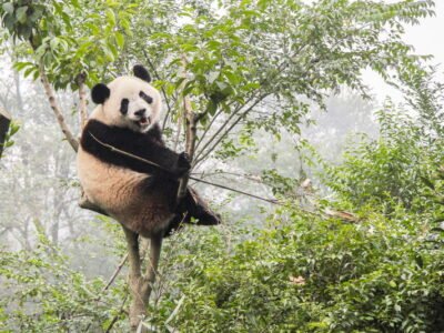 Giant Panda