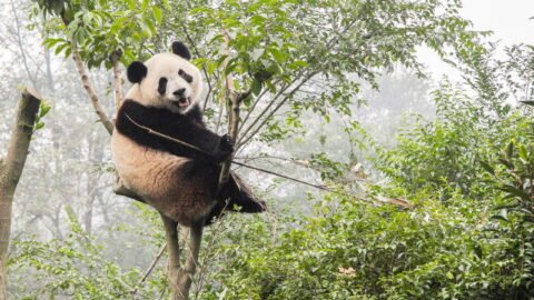 Giant Panda