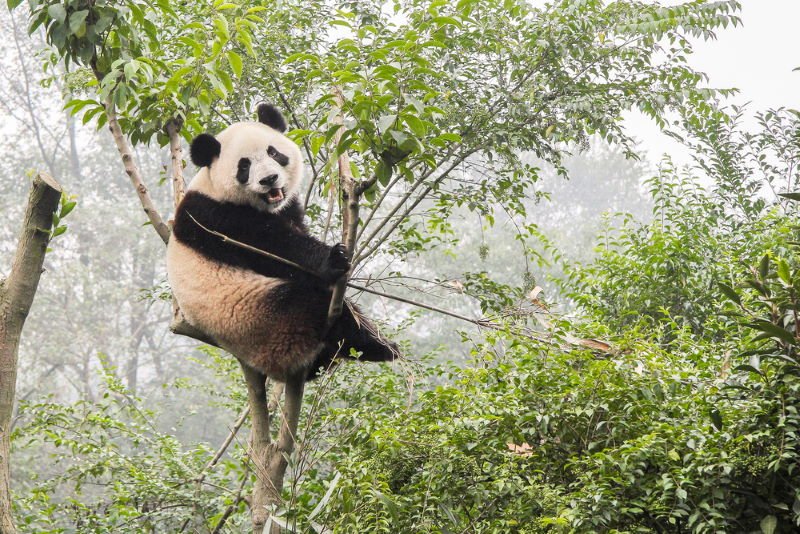 Top 10 Dumbest Animals in the World