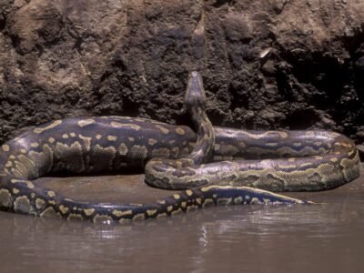African Rock Python