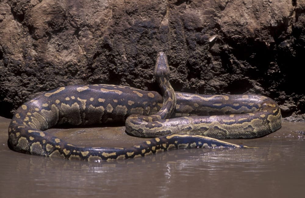 African Rock Python