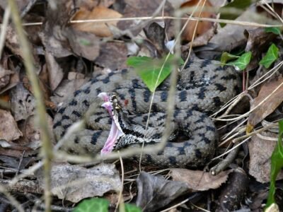Common European Adder