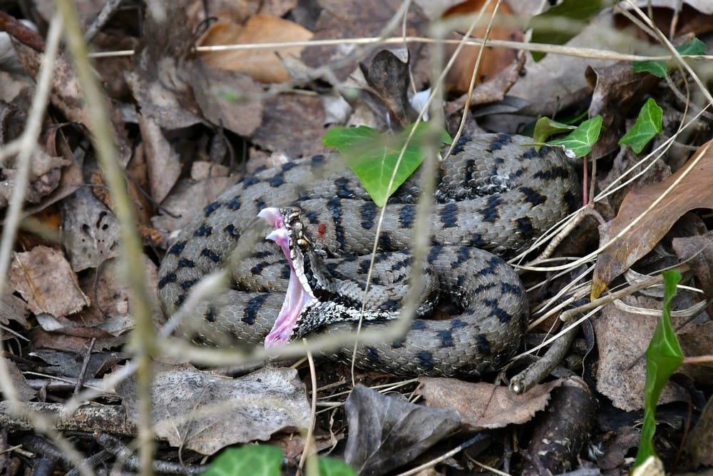 Common European Adder
