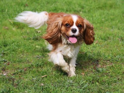 Cavalier King Charles Spaniel