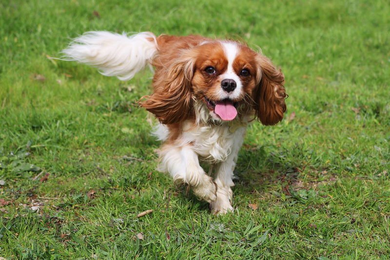 Cavalier King Charles Spaniel