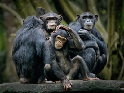 Chimpanzee