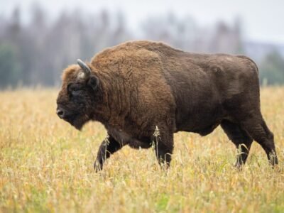 European Bison (Wisent)
